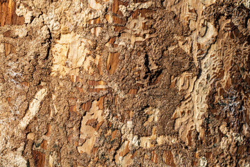 Wood abstract texture. Surface grunge backdrop. Dirty wooden effect pattern. Material background.