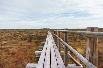 Fototapeta premium Boardwalk in a nature reserve in a swampy area in reserve. Wooden trail