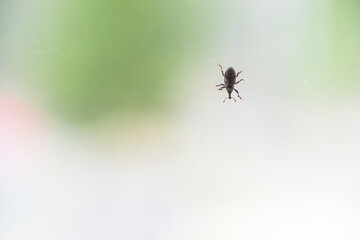  weevils or snout beetle sitting on a window glass 