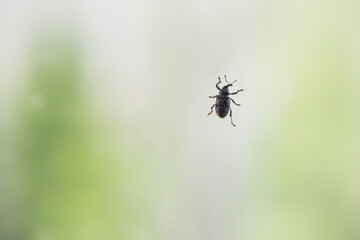  weevils or snout beetle sitting on a window glass 