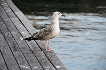 Seagull
