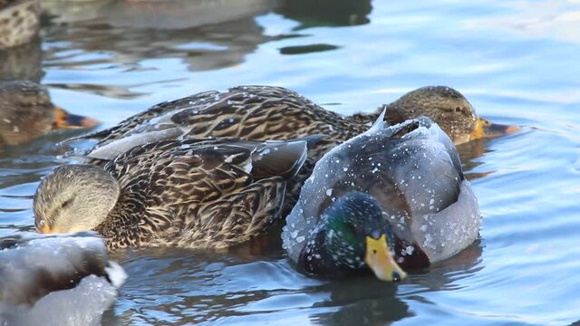 canard colvert sur une rivi&egrave;re en hiver