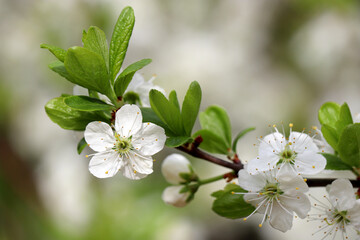 Cherry blossom in spring garden. White flowers on a branch with green leaves