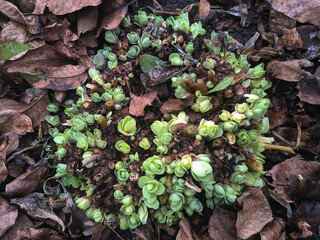 Stonecrop begins to grow during the warm winter in January, new shoots of the plant (Hylotelephium spectabile)