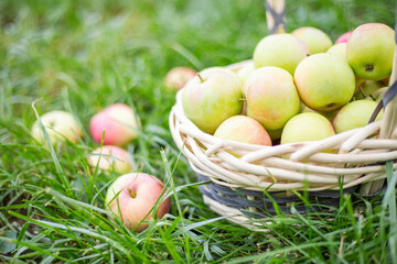 Apples in basket on green grass in the garden. Harvesting apples and picking apples on the farm