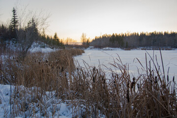 Frozen pond with grass and bull rushes