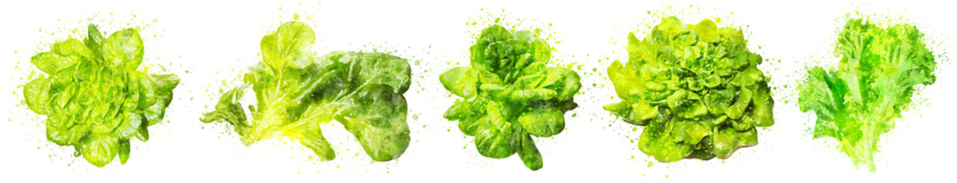 salad lettuce watercolor hand drawn on white background