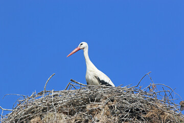 storks in their nest	