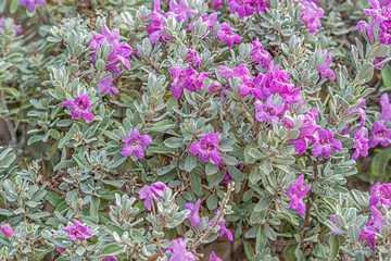 floral background of blooming Leucophyllum frutescens