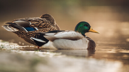 Stockenten (Anas platyrhynchos) männlich und weiblich an einem Fluss