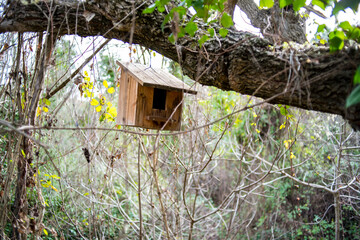 Wild bird nest house in the forest