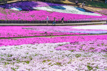 Obraz premium 日本の春 埼玉県秩父 羊山公園の芝桜