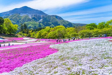 日本の春 埼玉県秩父 羊山公園の芝桜と武甲山の風景