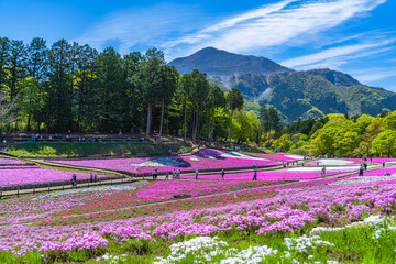 日本の春 埼玉県秩父 羊山公園の芝桜と武甲山の風景