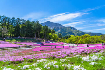 日本の春 埼玉県秩父 羊山公園の芝桜と武甲山の風景