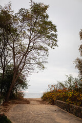 Obraz premium Beautiful autumn by the Baltic sea falling orange leaves