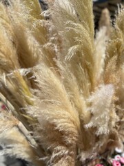 close up of a feather