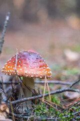 amanita muscaria fly mushroom