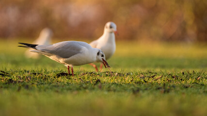 Lachmöwe (Chroicocephalus ridibundus) bei der Futtersuche auf einer Wiese mit Würmern