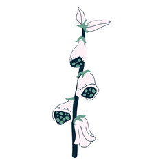 Flower plant botanical illustration wedding design