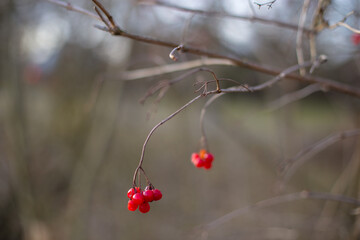 red berries on a branch