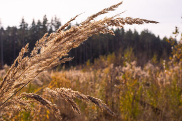 Obraz premium reed in the wind