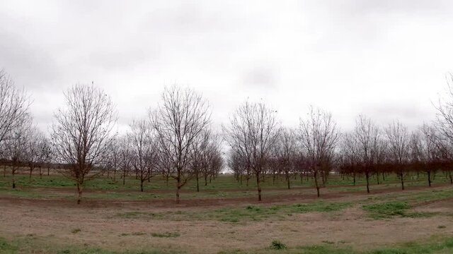 Pan of baby pecan trees on a plantation in rural Georgia