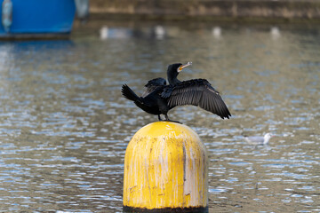 Paris, France - 01 09 2022: Reflections on Bassin de la Villette of great black cormorant on resting yellow buoys
