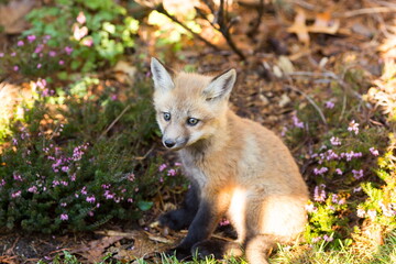Naklejka na ściany i meble Adorable six-week old red fox cub with grey-blue eyes sitting in dappled light with dreamy 