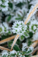 blade of grass covered with ice crystals