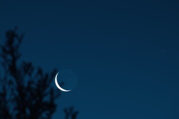 crescent moon behind a tree branch at dawn
