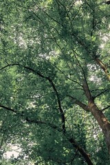 brew crown in summer