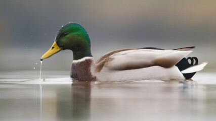 Männliche Stockente (Anas platyrhynchos) auf einem Fluss