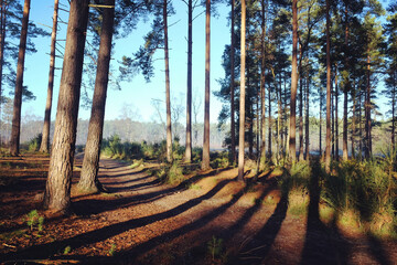 Shadows and winter sun on Blackheath common, Surrey, UK