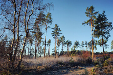 Fototapeta premium Shadows and winter sun on Blackheath common, Surrey, UK