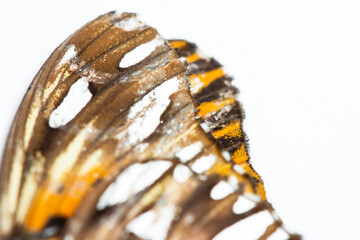 Close up of a beautiful orange butterfly wing isolated on white background