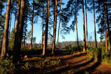 Shadows and winter sun on Blackheath common, Surrey, UK