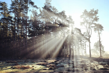 Sunbeams and winter sun on Blackheath common, Surrey, UK