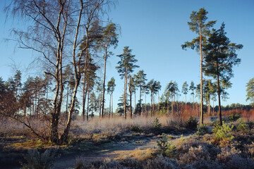 Shadows and winter sun on Blackheath common, Surrey, UK