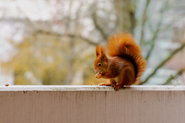 ein Eichhörnchen snackt auf dem Balkon