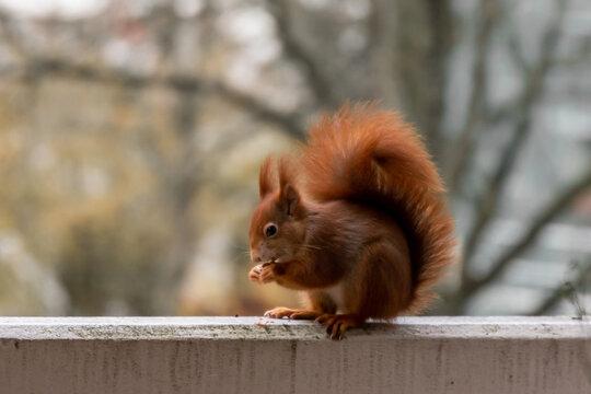 ein Eichh&ouml;rnchen snackt auf dem Balkon