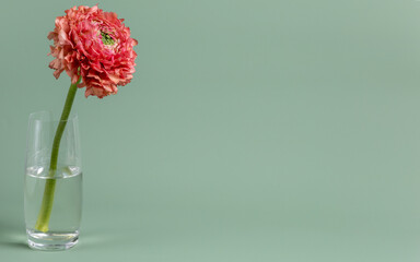 A flower of ranunculus in a glass vase. Beautiful background with flower. Valentines Day, Mothers Day, Womens Day, anniversary, birthday.