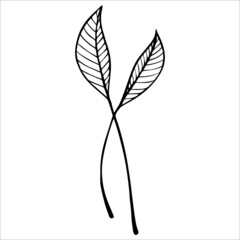 Simple linear drawing of leaves.Vector graphics.