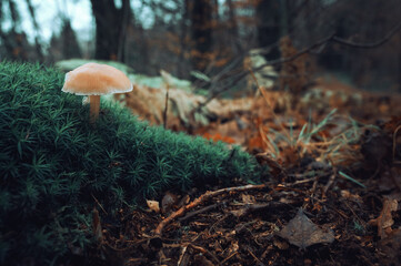 Sternmoos (Sagina subulata) mit einem Pilz im Wald