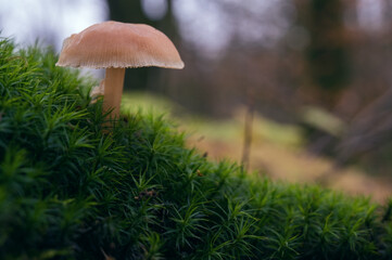 Sternmoos (Sagina subulata) mit einem Pilz im Wald - obrazy, fototapety, plakaty