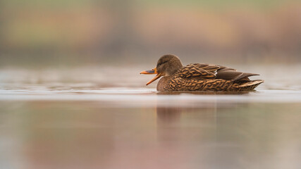 Weibliche Stockente (Anas platyrhynchos) auf einem Fluss