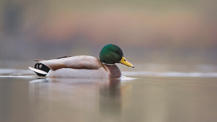 Männliche Stockente (Anas platyrhynchos) auf einem Fluss