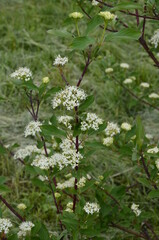 Closeup of flowers of White Dogwood Cornus, alba