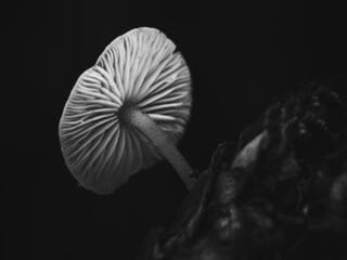 Nahaufnahme von Pilzen auf einem Tannenzapfen schwarz weiß