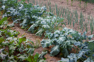 Joint friendly cultivation of vegetable crops. Cabbage, beetroot and onion plants. 